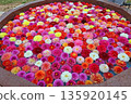 Dahlia 135920145