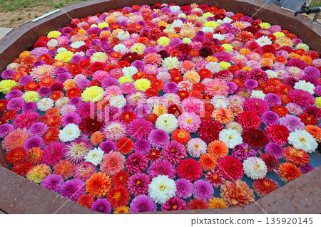 Dahlia Dahlia 135920145