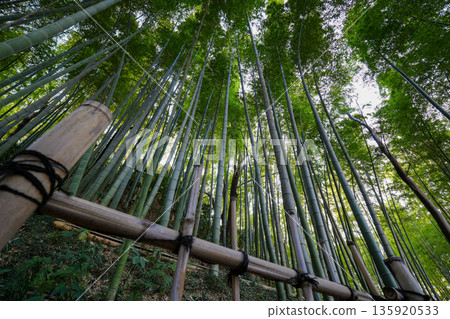  Bamboo grove 135920533