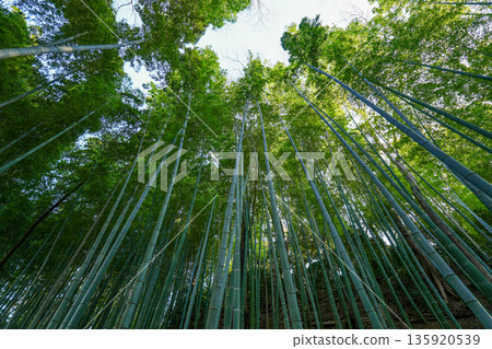 Bamboo grove Bamboo grove 135920539