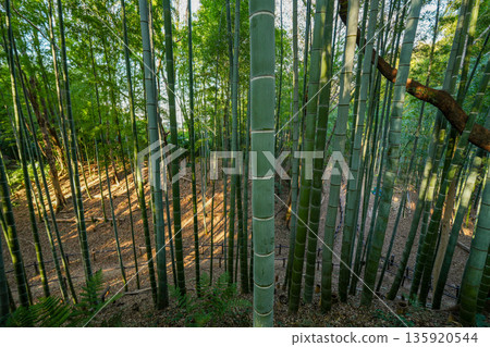  Bamboo grove 135920544