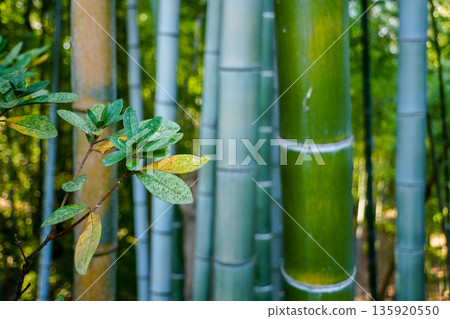 竹林 竹林 135920550