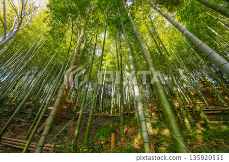 竹林 竹林 135920551