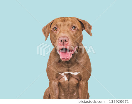 Adorable Pitbull on white background. Studio shot Adorable Pitbull on white background. Studio shot 135920671