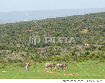 Zebras grazing in the wild grassland. South African 135920674