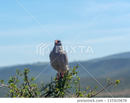 African bird of prey perched on a bush 135920676