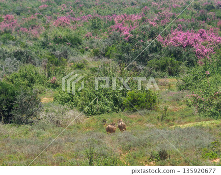 Two warthogs running through the vibrant bushveld Two warthogs running through the vibrant bushveld 135920677