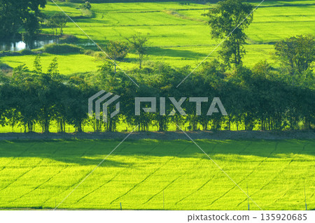 Lush green rice paddy fields in Southeast Asia with a row of trees separating the plantations. High angle view of vibrant agricultural landscape under bright sunlight. Scenic rural farming scenery. 135920685