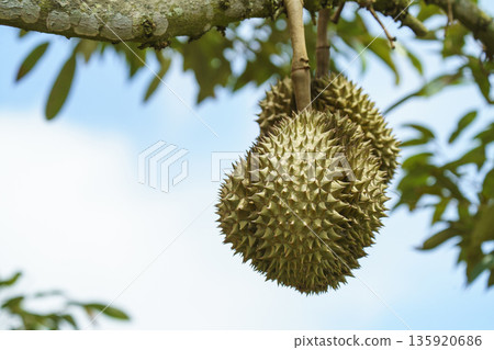 Fresh durian fruits hanging from a tree branch in a tropical orchard. Close-up of spiky king of fruits with green leaves and blue sky background. Natural agricultural farm scene in Southeast Asia. 135920686