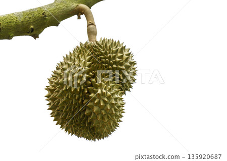 Fresh durian fruit hanging from a tree branch isolated on white background. Tropical king of fruits with sharp green thorns. Organic agriculture and exotic food concept from Southeast Asia regions. Fresh durian fruit hanging from a tree branch isolated on white background. Tropical king of fruits with sharp green thorns. Organic agriculture and exotic food concept from Southeast Asia regions. 135920687