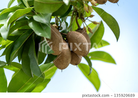Close-up of fresh sapodilla fruits hanging on a tree branch with lush green leaves. Tropical fruit ripening outdoors against a clear blue sky. Natural organic farming and rural agriculture concept. 135920689