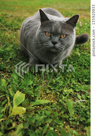 domestic cat on the green grass domestic cat on the green grass 135920933