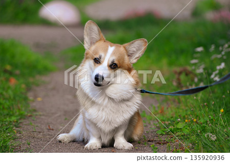 Cute Pembroke Welsh Corgi dog sits 135920936