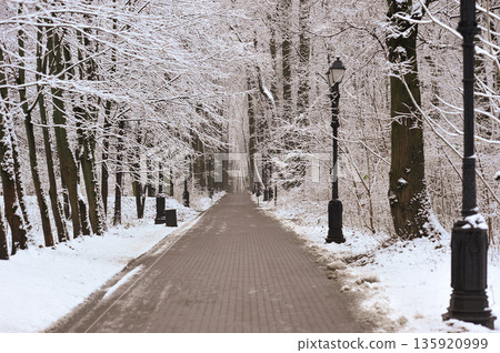 winter landscape in the park - snow-covered paths winter landscape in the park - snow-covered paths 135920999