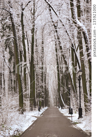 winter landscape in the park - snow-covered paths winter landscape in the park - snow-covered paths 135921000