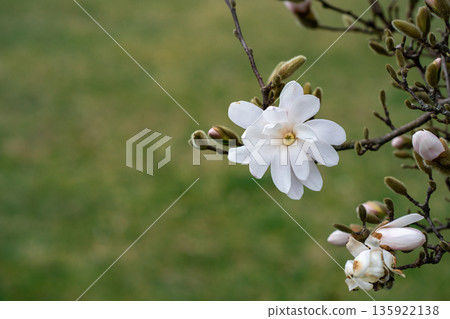 Elegant white magnolia flower, Magnolia stellata, blooming on branch in springtime with soft green background and shallow depth of field. Elegant white magnolia flower, Magnolia stellata, blooming on branch in springtime with soft green background and shallow depth of field. 135922138