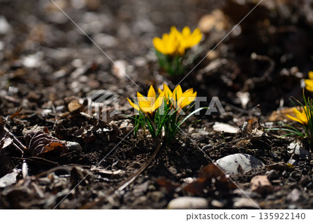 Bright yellow crocus flowers (Crocus flavus) growing from forest soil, symbolizing warmth, sunlight, early spring, renewal, and natural contrast. 135922140