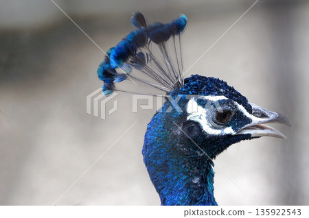 一隻擁有美麗羽毛的孔雀的側影 135922543