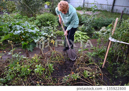 Woman gardening in her backyard, preparing soil for planting vegetables during autumn 135922800