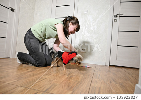 Woman plays with small dog in living room while dressing it in a costume Woman plays with small dog in living room while dressing it in a costume 135922827