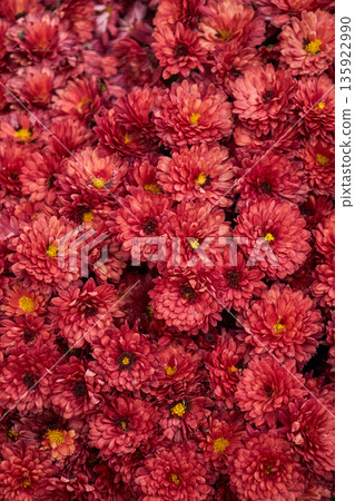 Close up of blooming red Chrysanthemum morifolium flowers 135922990