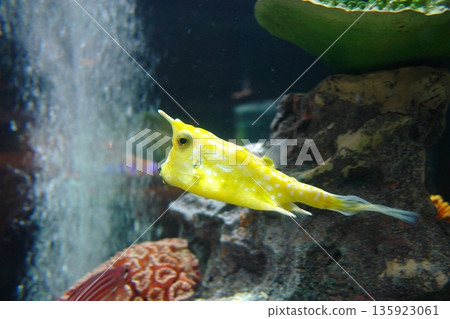 Yellow boxfish in an aquarium Yellow boxfish in an aquarium 135923061