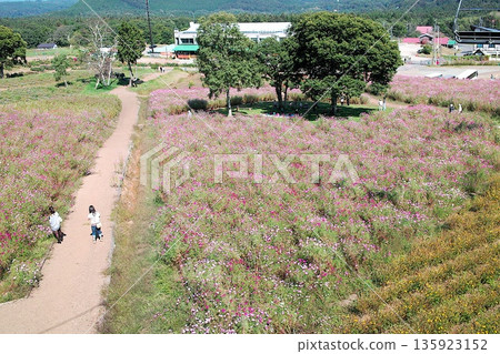 Cosmos fields and promenades blooming in autumn Cosmos fields and promenades blooming in autumn 135923152
