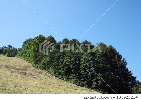 草坡和茂密的森林 135923214