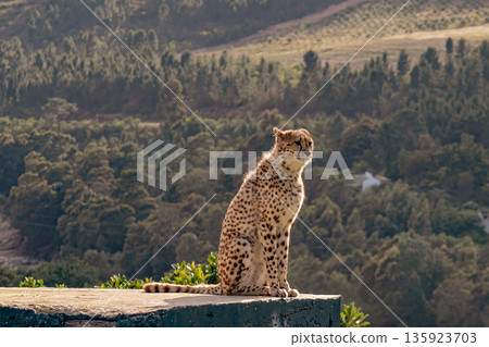 Cheetah sits on a wall observing the landscape. African wildlife predator in its natural habitat. Safari adventure and conservation concept. Cheetah sits on a wall observing the landscape. African wildlife predator in its natural habitat. Safari adventure and conservation concept. 135923703