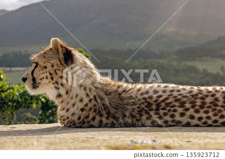 Wild african cheetah lying on a stone wall, enjoying the warm light. Safari park animal with spotted fur in nature background. Wild african cheetah lying on a stone wall, enjoying the warm light. Safari park animal with spotted fur in nature background. 135923712
