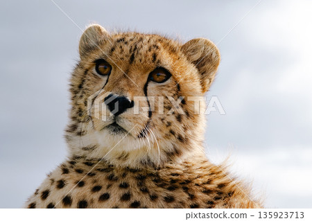 Close up of a wild cheetah with spotted fur and watchful eyes looking directly. Majestic african animal portrait 135923713
