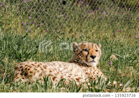 cheetah lying on green grass near a fence, showcasing exotic wildlife and animal conservation at a safari park 135923716