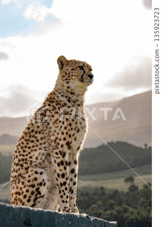 Cheetah sitting on a rock in a savanna landscape. Wild african animal gaze. Safari wildlife and nature preservation concept. Cheetah sitting on a rock in a savanna landscape. Wild african animal gaze. Safari wildlife and nature preservation concept. 135923723
