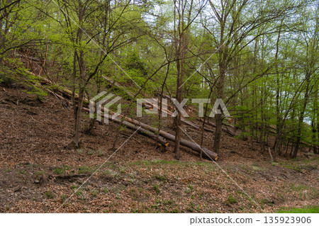 Felled trees lying on forest hillside during springtime deforestation or storm damage, no people 135923906