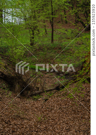 Spring forest ravine with fallen tree trunks and dry leaves - lush green undergrowth in vertical Spring forest ravine with fallen tree trunks and dry leaves - lush green undergrowth in vertical 135923910