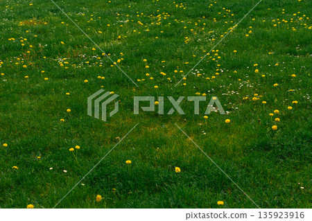 Dandelions and wild daisies blooming in green spring grass - vibrant seasonal meadow background Dandelions and wild daisies blooming in green spring grass - vibrant seasonal meadow background 135923916