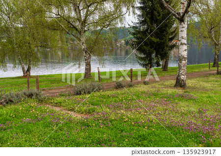 Spring birch trees and wildflowers by lakeside path in countryside nature park - Czech Republic 135923917