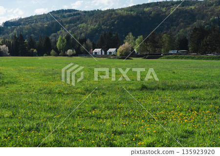 Green meadow with yellow dandelions and houses near forested hills, Czech Republic Green meadow with yellow dandelions and houses near forested hills, Czech Republic 135923920