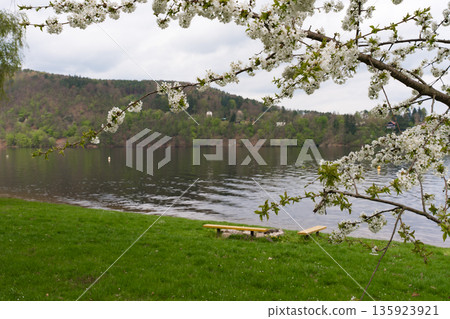 Blossoming cherry branch over lakeside bench with spring landscape at Nova Zivohost, Czech Republic Blossoming cherry branch over lakeside bench with spring landscape at Nova Zivohost, Czech Republic 135923921