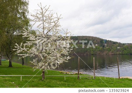 Cherry tree in full bloom by lakeside with green hills and cloudy sky near Nova Zivohost, Czechia Cherry tree in full bloom by lakeside with green hills and cloudy sky near Nova Zivohost, Czechia 135923924