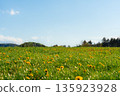 Blooming dandelions in spring meadow under clear blue sky, Czech Republic 135923928