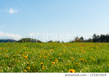 Blooming dandelions in spring meadow under clear blue sky, Czech Republic 135923928