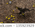 Cracked asphalt with small yellow flower petals and pebbles - macro texture from Czech countryside 135923929