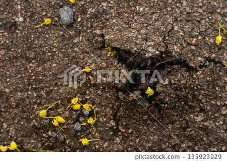 Cracked asphalt with small yellow flower petals and pebbles - macro texture from Czech countryside 135923929