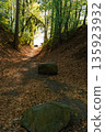 Forest path with large stones in spring, Czech Republic 135923932