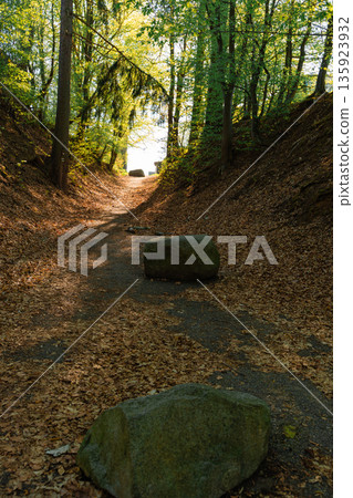 Forest path with large stones in spring, Czech Republic 135923932