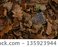 Empty blister pack littered among dry forest leaves - environmental pollution concept in woodland 135923944