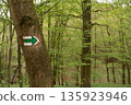 Czech forest trail with green hiking mark on tree trunk - directional arrow sign in spring woodland. 135923946