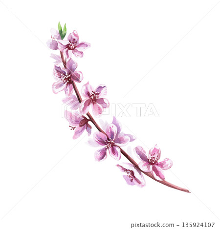 A blossoming peach branch. Isolated watercolor illustration in a realistic style for greeting cards, holiday decor, packaging, merchandise, posters, and fabric. 135924107