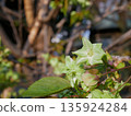 Gyoi Kizakura in full bloom 135924284